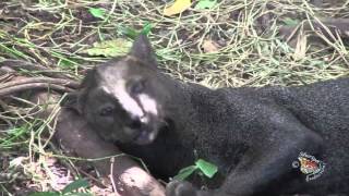 The JaguarundiA Latin American Wild Cat [upl. by Norted128]