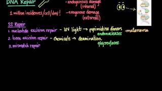 DNA Repair [upl. by Aitnis]