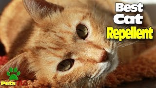 HOW TO MAKE A HOME CAT REPELLENT [upl. by Hasheem]