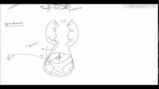 Neuroanatomy  Spinocerebellar Tract USMLE [upl. by Llehsad]