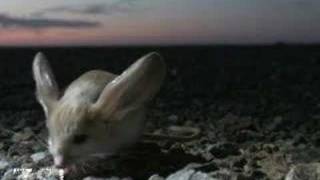 Longeared Jerboa extraordinary desert creature [upl. by Seerdi915]