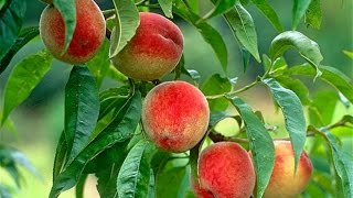 How to Grow Peaches Organically  Complete Growing Guide [upl. by Oilut966]