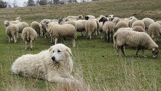 Maremma Sheepdogs  Fearless Flock Guardians [upl. by Gower]