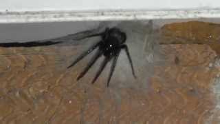 Tube web spider in Southampton [upl. by Postman]