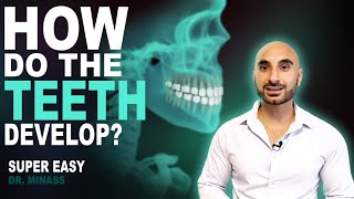 Embryology of the Teeth Easy to Understand [upl. by Qifahs]