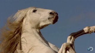 Filming the Fighting Mustangs  North America [upl. by Huesman]