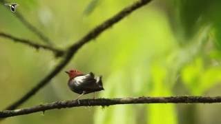 ClubWinged Manakin Dance [upl. by Lemkul]