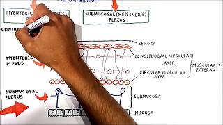 The enteric nervous system [upl. by Wilscam]