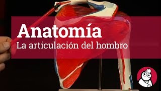 Anatomía La articulación del hombro [upl. by Nahtanaoj17]