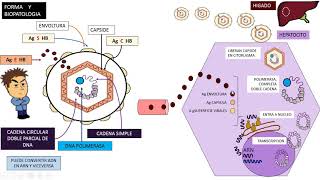 Virus Hepatitis B VHB [upl. by Kelda]