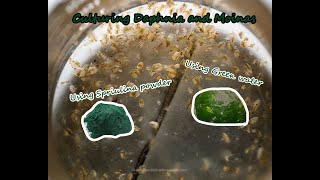 How To Culture Daphnia and Moinas using Green Water Spirulina powder [upl. by Diana]