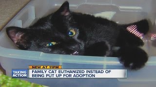 Family cat euthanized instead of being put up for adoption [upl. by Cirri]