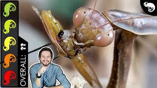 Praying Mantis The Best Pet Insect [upl. by Jacobo]