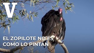 El zopilote no es como lo pintan [upl. by Celle]