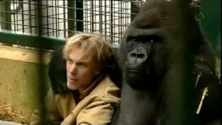 Gorilla Gorilla  Damian Aspinall amp Kifu at Howletts Wild Animal Park Kent [upl. by Schwerin]