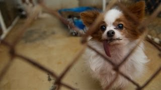 Dogs Rescued From North Carolina Breeder [upl. by Kcirdahs]