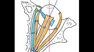 Extraocular muscles tutorial [upl. by Otti]