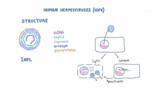 Hepatitis B CDC Viral Hepatitis Serology Training [upl. by Forrester480]