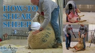 How to shear sheep  blow by blow [upl. by Atinel]