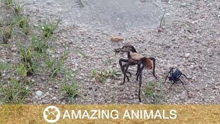 Spider Wasp Attacks Tarantula [upl. by Adla]