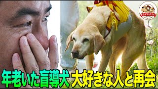 【感涙！生命の力強さ】生死をさまよう盲導犬ミッキーに力を与えたのは、10年間共に歩いた元ユーザーだった。３年ぶりの再会で奇跡が…（小島一慶ナレーション復刻版）【どうぶつ奇想天外／WAKUWAKU】 [upl. by Cornela]