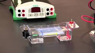 How To Load and Run Agarose Gel Electrophoresis [upl. by Xylina941]