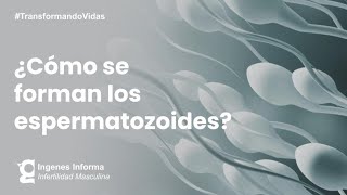 ¿Cómo se producen los espermatozoides  Ingenes [upl. by Maon]