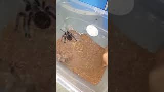 Huntsman spider vs tarantula albo [upl. by Weston]