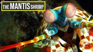 10 INCREDIBLE FACTS About The Mantis Shrimp [upl. by Crudden330]