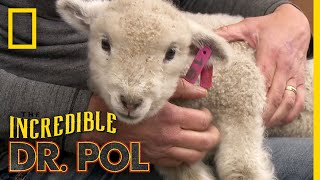 Little Lamb Big Problem  The Incredible Dr Pol [upl. by Mickie]