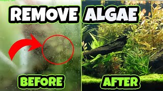 HOW TO Remove Algae in SECONDS [upl. by Nnyw]