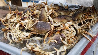 Crabbing the Oregon Coast GoPro in Crab Trap [upl. by Oznofla605]