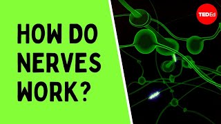 How do nerves work  Elliot Krane [upl. by Gerg]