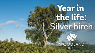 A Year in the Life of a Silver Birch [upl. by Zilber900]