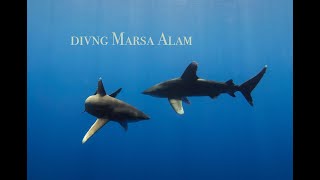 diving Marsa Alam [upl. by Risley947]