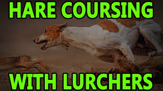 Hare Coursing With Lurchers  Working Lurchers [upl. by Thetes]