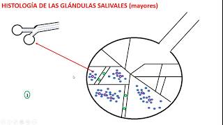 Histología de las Glándulas salivales mayores Parte 1 [upl. by Auhsuoj]