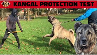 Turkish Shepherd Starts Protection Training kangal sivas [upl. by Aihcela480]