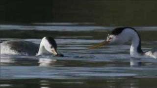 Life  Clarks Grebe The Courtship Dance  BBC One [upl. by Manaker554]