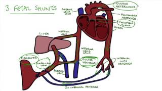 Understanding Fetal Circulation [upl. by Klement]