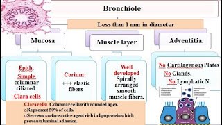 Respiratory system 3 bronchioles and respiratory part of respiratory system 2021 [upl. by Arrek]