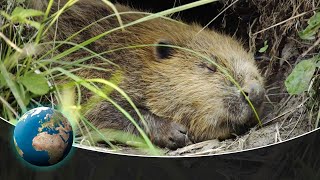 The Beavers are back  Busy river monsters at work [upl. by Odraleba69]