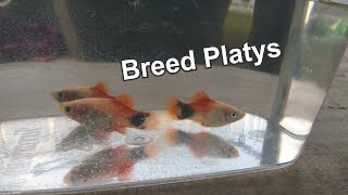 How To Breed Platy [upl. by Pricilla]