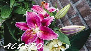 ORIENTAL LILIES GROWING CARE GUIDE [upl. by Lalaj]