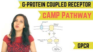 cAMP PATHWAY  GPROTEIN COUPLED RECEPTOR GPCR [upl. by Loleta34]