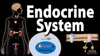 Live Tutorial Endocrine [upl. by Yssis660]