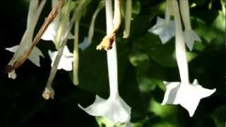 Saving Nicotiana Seeds in the Garden [upl. by Larry]