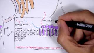 Microbiology  Hepatitis C Virus [upl. by Nuarb280]