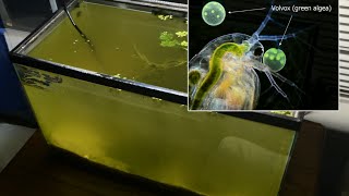 Raising Daphnia for the Freshwater Aquarium [upl. by Nodnar]