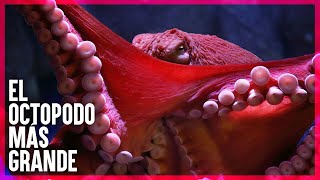 PULPO GIGANTE DEL PACIFICO [upl. by Leinod]